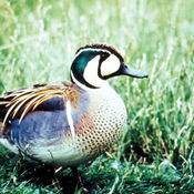 Baikal Teal